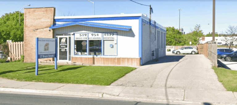 affordable spay and neuter in kitchener