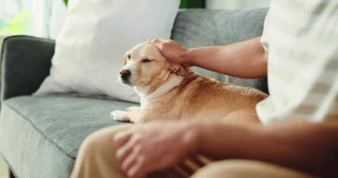 a dog setting in the bed