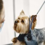 Best Veterinary Consultants for Pet Grooming, Diet, and Health Advice in Delhi (1)