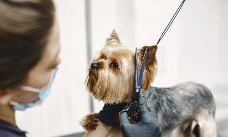 Best Veterinary Consultants for Pet Grooming, Diet, and Health Advice in Delhi (1)