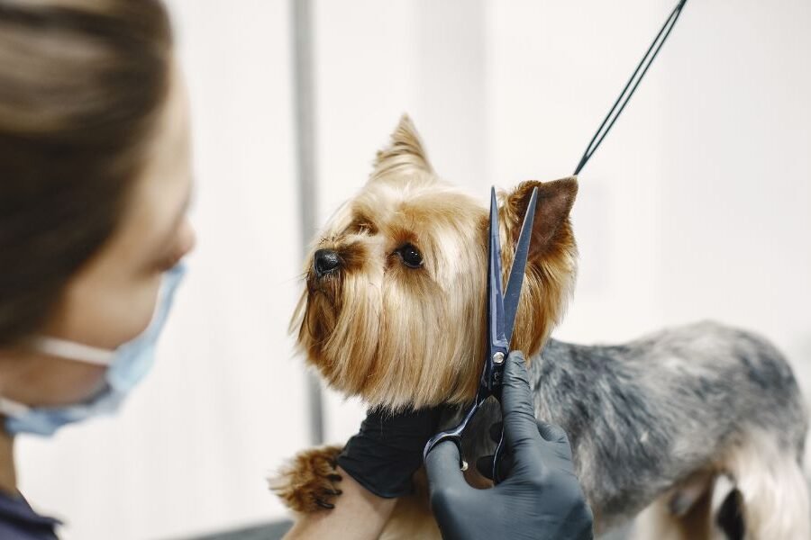 Best Veterinary Consultants for Pet Grooming, Diet, and Health Advice in Delhi (1)