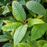 Kratom Concentrate in Bulk