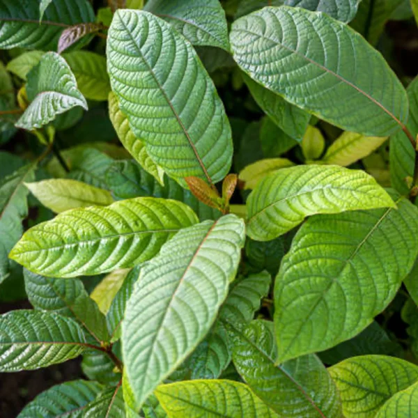 Kratom Concentrate in Bulk