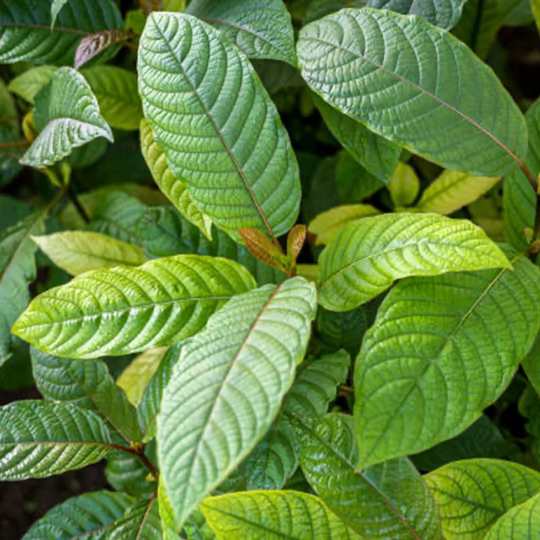 Kratom Concentrate in Bulk
