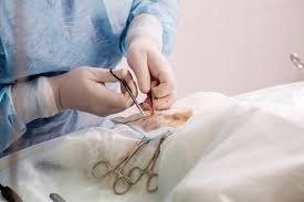 Orthopedic Surgery for Pets