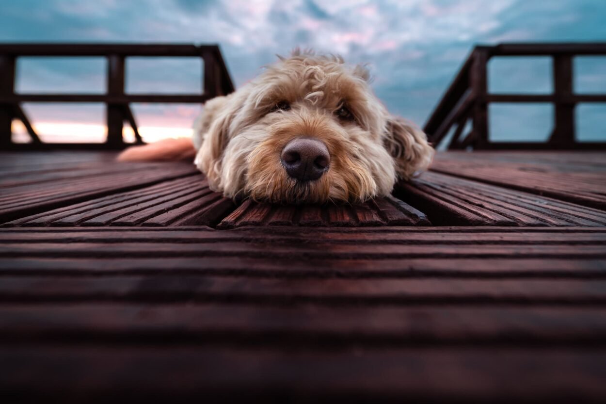Small Golden Retrievers