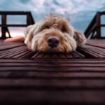 Small Golden Retrievers