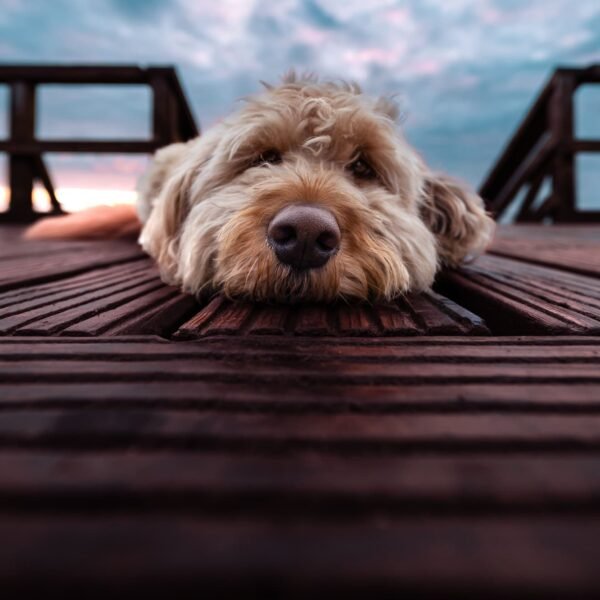 Small Golden Retrievers