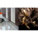 Termite Control Services in Lahore