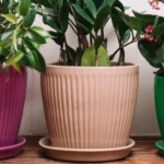 Terracotta Planters