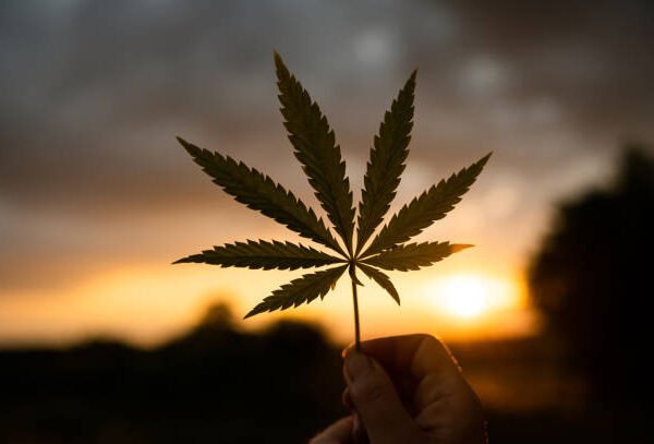 cannabis retail store and dispensary