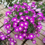 Purple flower delosperma