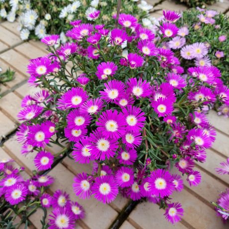Purple flower delosperma