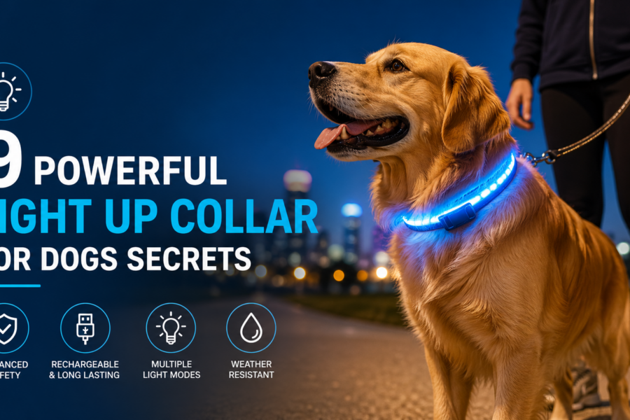 Golden retriever wearing a glowing LED light up collar during a nighttime walk, improving visibility and safety in low light conditions