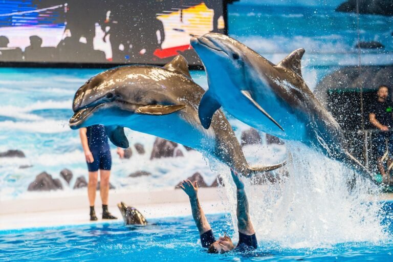 dolphin show sharjah