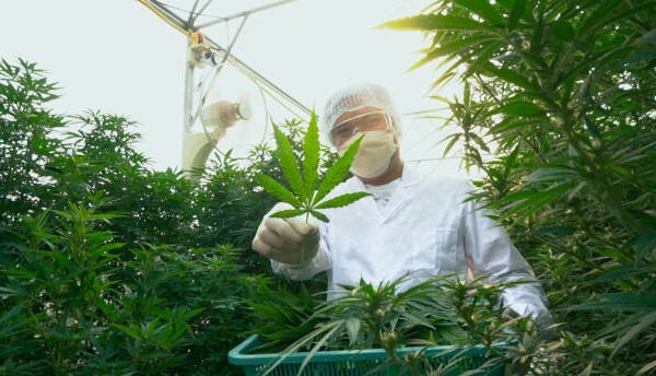 licensed weed dispensary services