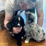 Dogs For Adoption in Dothan