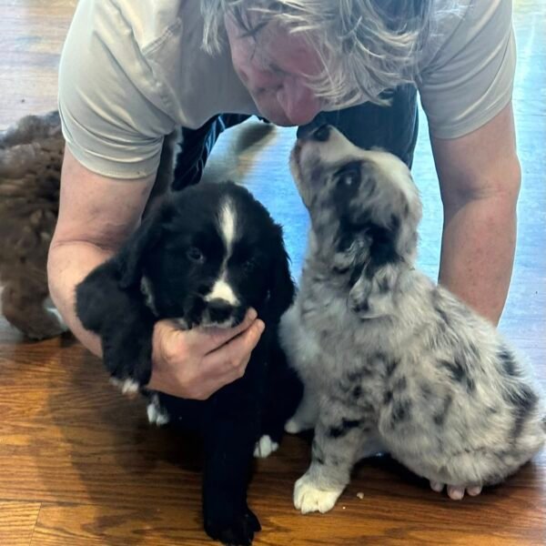 Dogs For Adoption in Dothan