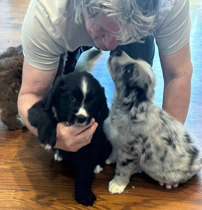 Dogs For Adoption in Dothan