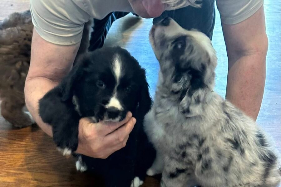 Dogs For Adoption in Dothan