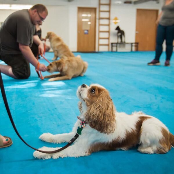 Group Dog Training Classes Chicago