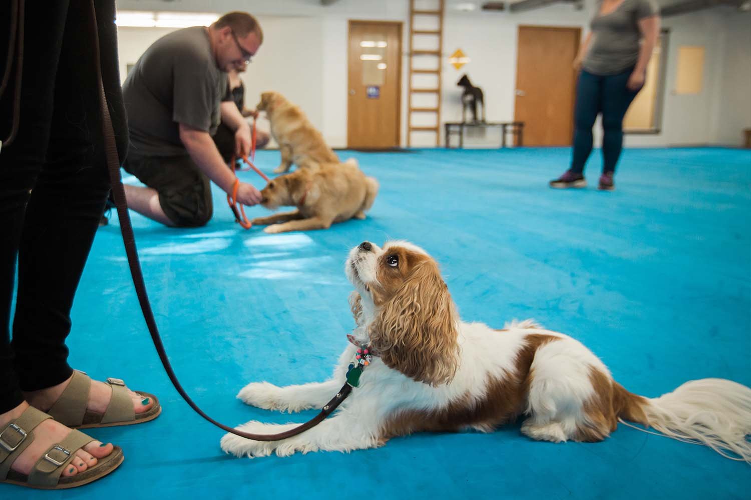 Group Dog Training Classes Chicago