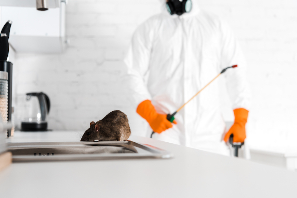 Rodent and wildlife control services