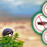 termite control services in Lahore