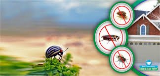 termite control services in Lahore