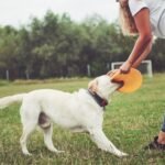 puppy training phoenix