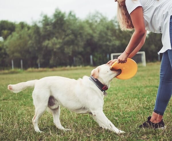 puppy training phoenix