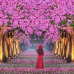 National Cherry Blossom Festival 2026