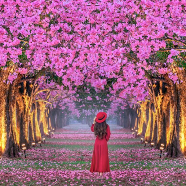 National Cherry Blossom Festival 2026