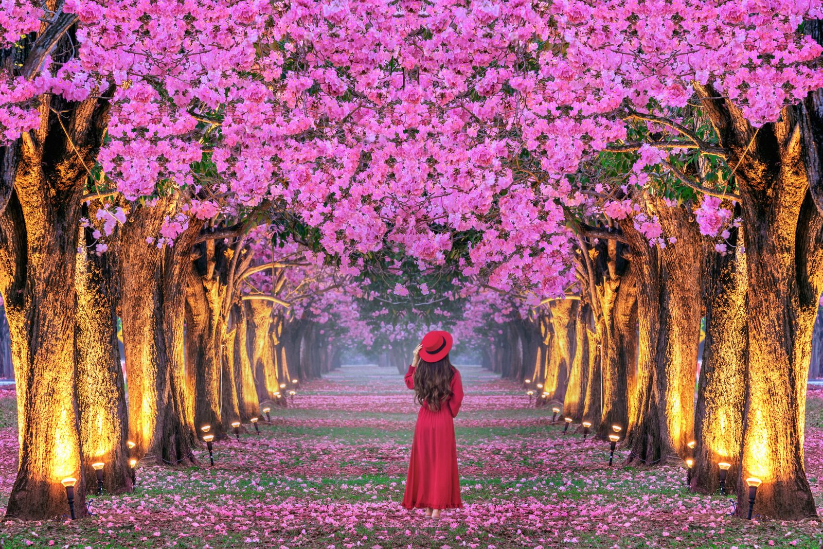 National Cherry Blossom Festival 2026