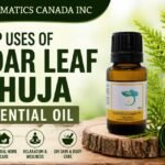 Cedar Leaf Thuja Essential Oil