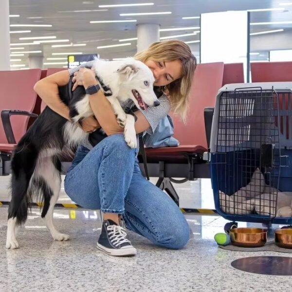 How to Prepare Pets for International Travel to Canada