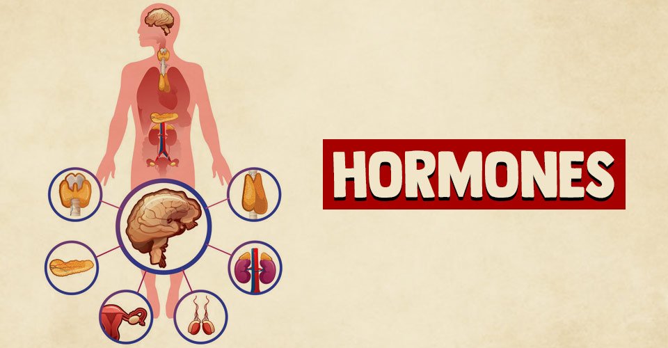 Why More Men Are Exploring Hormone Wellness Treatments