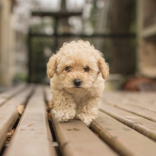 Maltipoo puppy in dubai