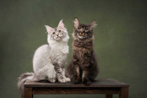 Beautiful black silver tabby Maine Coon kitten with striking silver fur and large tufted ears in Oregon