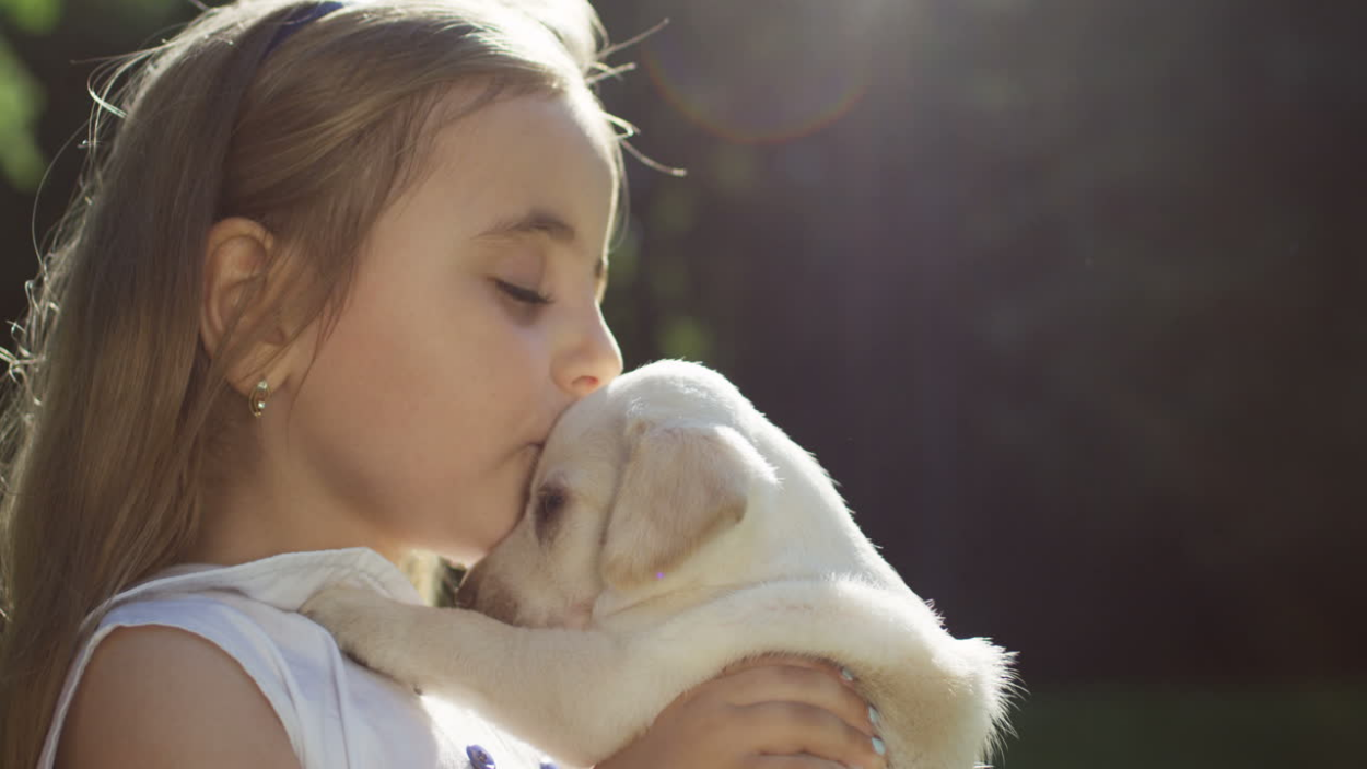 Labrador puppy in dubai