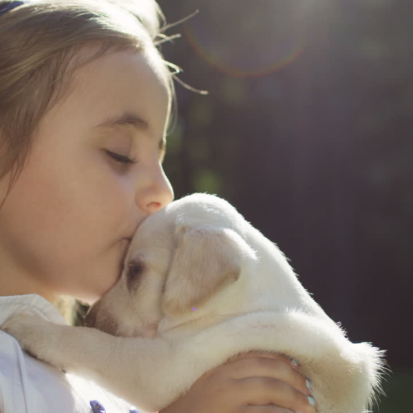 Labrador puppy in dubai